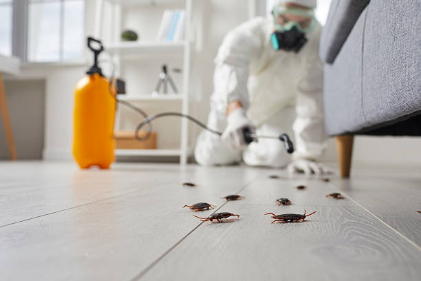 Post-Treatment Bed Bug Interceptor Monitoring in Alliance